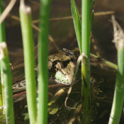 a frog hidden in grass