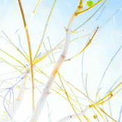 abstract photo of tree branches