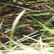 reptile in the grass